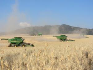 All of our combines working together during wheat harvest.